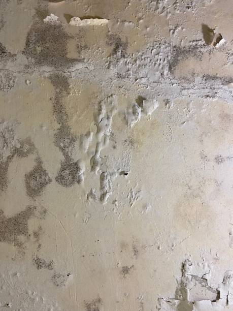 Professional Mold Remediation in St Lawrence, PA